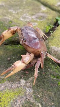 Gecarcinucoidea is a superfamily of freshwater crabs