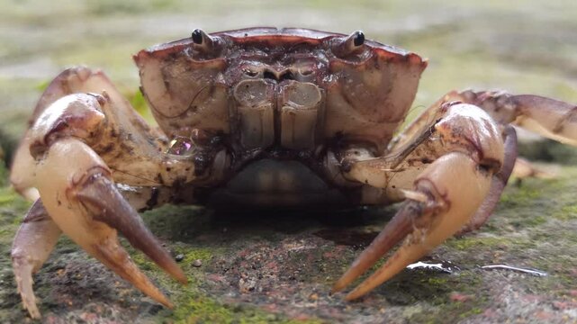 Gecarcinucoidea is a superfamily of freshwater crabs