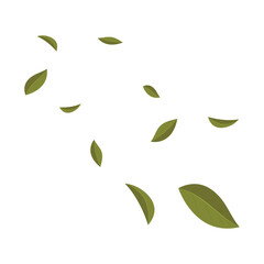 Flying dry tea leaves on white background. Tea leaves isolated. Matcha leaf flying.