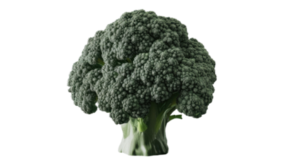Fresh broccoli floret standing upright on transparent background