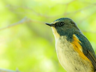 森の中で枝に留まって周りを見渡しているルリビタキの雄