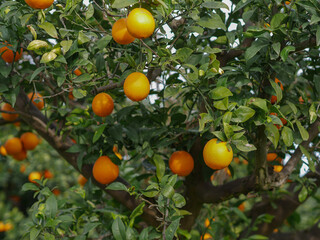 orange tree with oranges