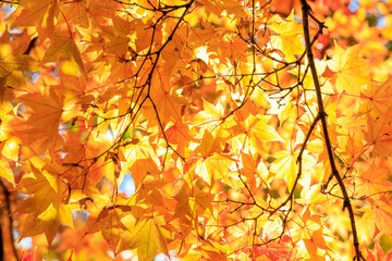 自然が織りなす秋の紅葉のアート