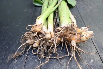 Raw Turmeric Root with plant. rhizomes fresh or boiled in water and dried, after which they are...