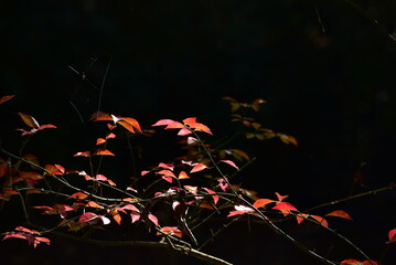 日光に照らされた紅葉