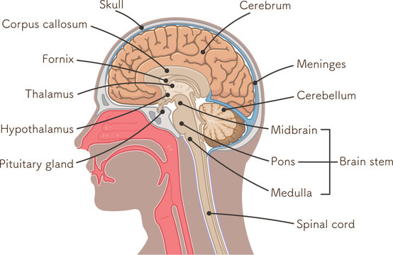 brain、cerebrum、cerebellum、midbrain、pons、medulla