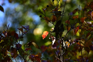 日光に照らされた紅葉