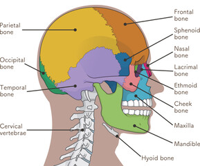 頭蓋骨のイラスト Skull illustration © 川本まる