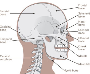頭蓋骨のイラスト Skull illustration © 川本まる