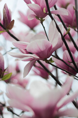 pink magnolia flowers © Samantha