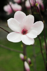 blooming magnolia in spring