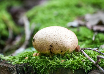 Close-up of bovist on green moss in forest. Spherical edible mushroom.
