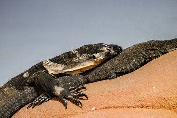 Portrait of the lace monitor lizard. Animal in close-up. Varanus varius.