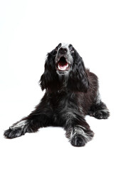 Cocker Spinel black and white dog on white background