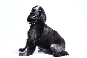 Cocker Spinel black and white dog on white background