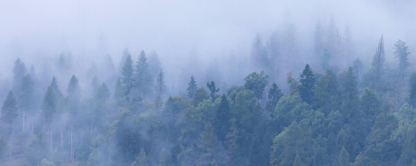 Pine trees black stylized silhouette photo