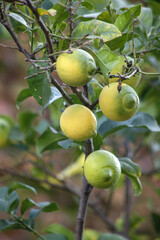 Macro Lemon tree with ripening fruits as an ornamental urban plant in November in Budva Montenegro. Vertical frame. High quality photo