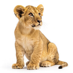 Obraz premium lion cub panthera leo