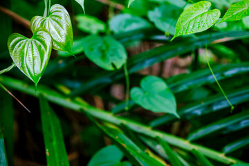 Fresh green leaves in heart shape
