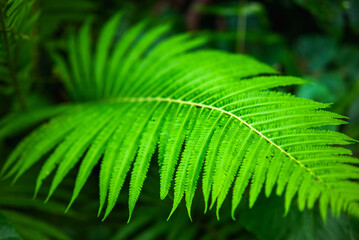 Green background. Forest texture. Greenery