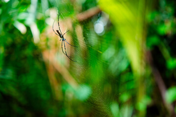 Spider nest in the forest