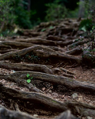 Selective focus on a small bright green plant growing in the middle of a forested hiking path covered in tree roots