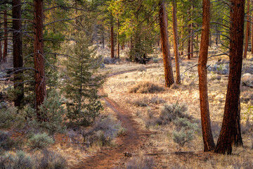 A hiking trail through Ponderosa Pine trees in the forest in Sisters Orego