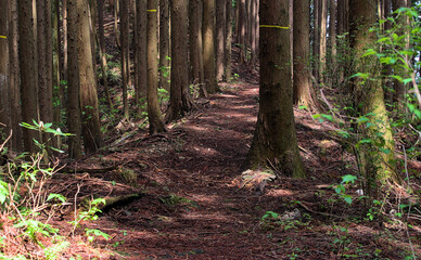 First person view of an empty hiking trail in a forest on a sunny day in early summer