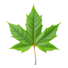 Green maple leaf isolated on transparent background	