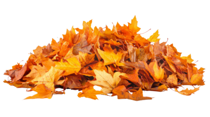 Pile of colorful autumn maple leaves creating seasonal atmosphere on transparent background