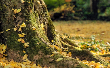 Close-up view of the base of a large ginkgo tree covered in patches of moss, with fallen bright yellow leaves scattered on exposed roots at the base of the trunk and all around