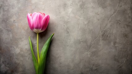 A single pink tulip blossom rests elegantly on a textured gray surface, creating a minimalist floral arrangement perfect for conveying sentiments of springtime renewal and delicate beauty.