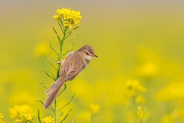 Plain Prinia is a small warbler with a slender body and a long tail found in grasslands and wetlands across South Asia. It has a brownish upper body and pale underparts.