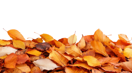 Autumn leaves creating a vibrant bottom border on transparent background
