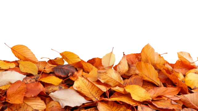 Autumn leaves creating a vibrant bottom border on transparent background
