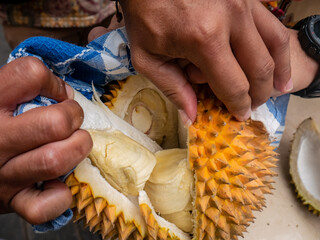 Manual opening of durian using hands, thick flesh is come out