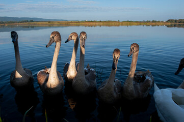Graceful white swans swimming in the lake, swans in the wild.Swans swim on the water.