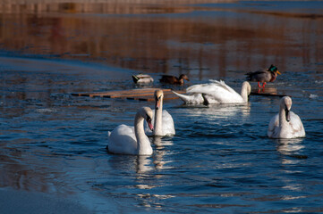 Graceful white swans swimming in the lake, swans in the wild.Swans swim on the water.