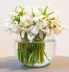 Snowdrops in a transparent mug, closeup image