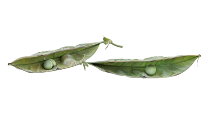 Two open pea pods showing single peas with transparent background