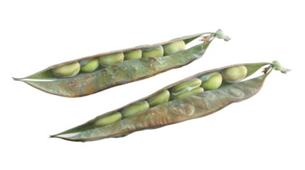 Two open ripe broad bean pods showing beans inside on transparent background