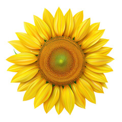 Obraz premium Bright yellow sunflower with vibrant petals and intricate center, symbolizing warmth and positivity. Perfect for nature themed designs