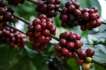 Fresh ripe coffee beans ready for harvest