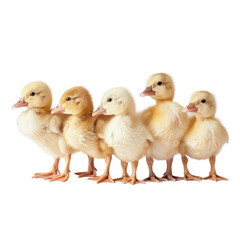 Fototapeta premium Cute ducklings standing in row, showcasing their fluffy yellow feathers and curious expressions. These adorable birds evoke feelings of joy and warmth