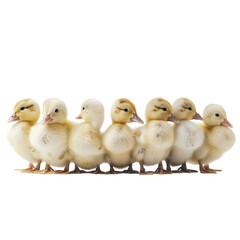 Fototapeta premium Fluffy ducklings standing in row, showcasing their soft feathers and playful demeanor. These adorable birds evoke joy and warmth, perfect for nature lovers