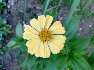 yellow zinnia flower seen from above
