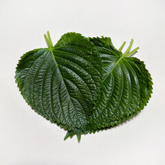 Perilla leaves 깻잎