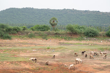 Hills and grazing cattle along the Batlagundu road to Kodaikanal in a serene rural landscape