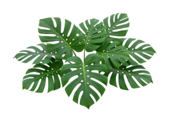 A group of monstera leaves with deep splits and lush green tones, isolated on a white background