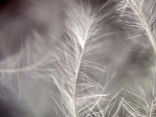 hawk feather macro photography 4